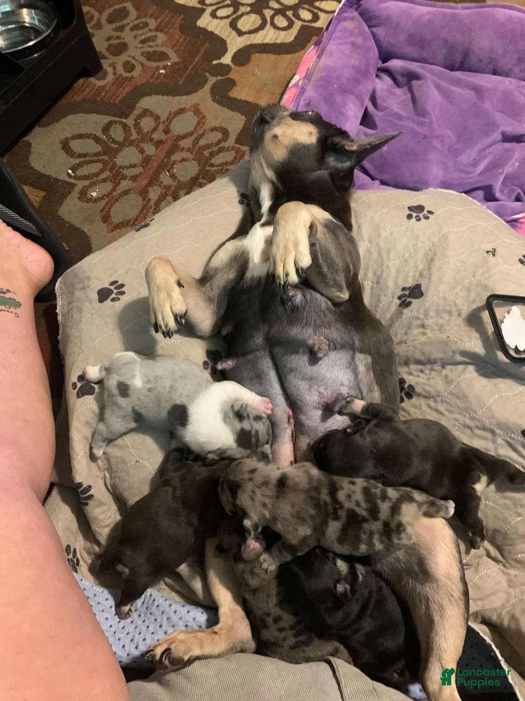 French Bulldog dogs for sale: French Bulldog 3 - Ad 4