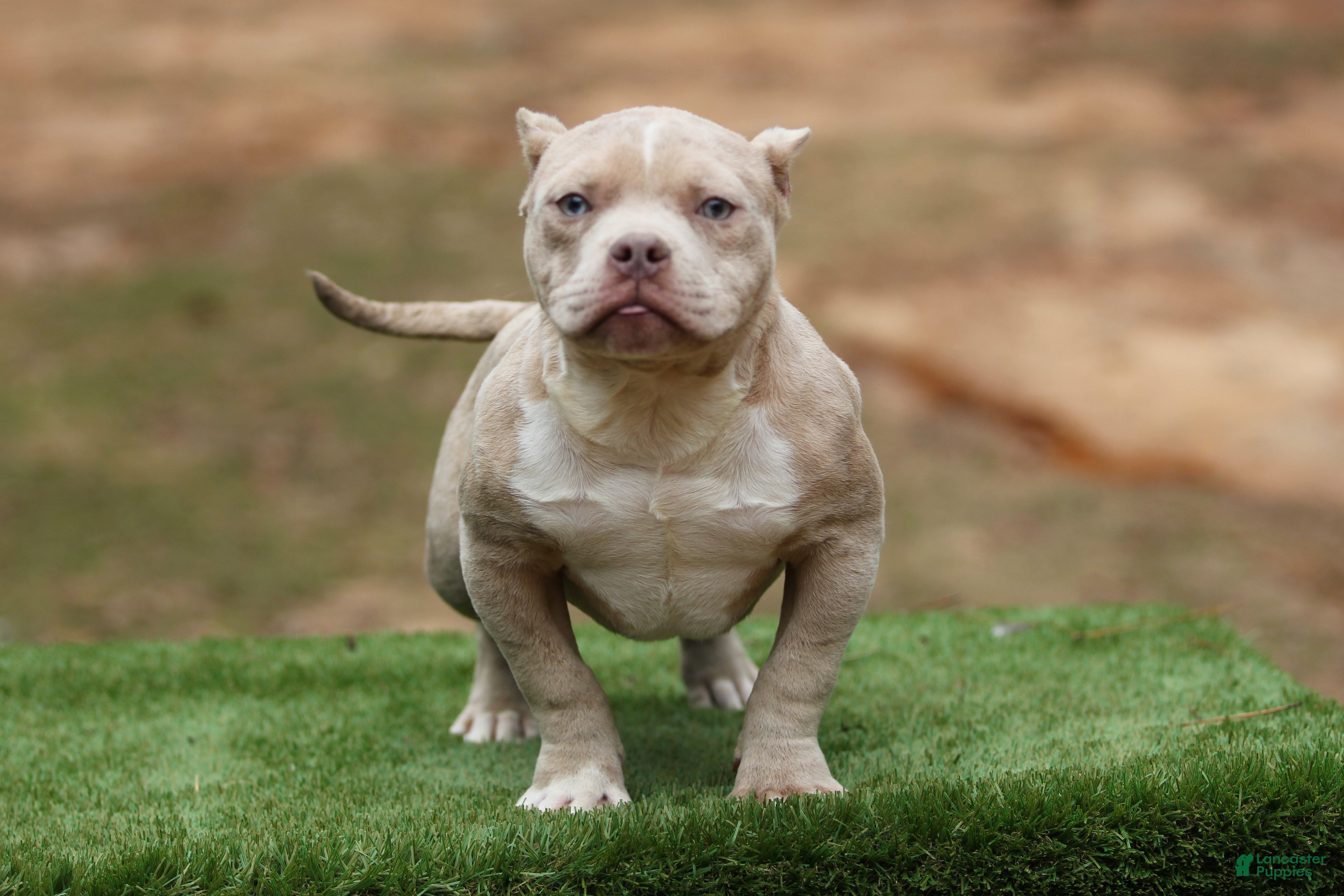 American Bully dogs Lilac Merle Micro Male  - Ad 21