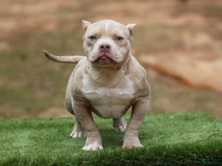 American Bully dogs Lilac Merle Micro Male - Ad 24