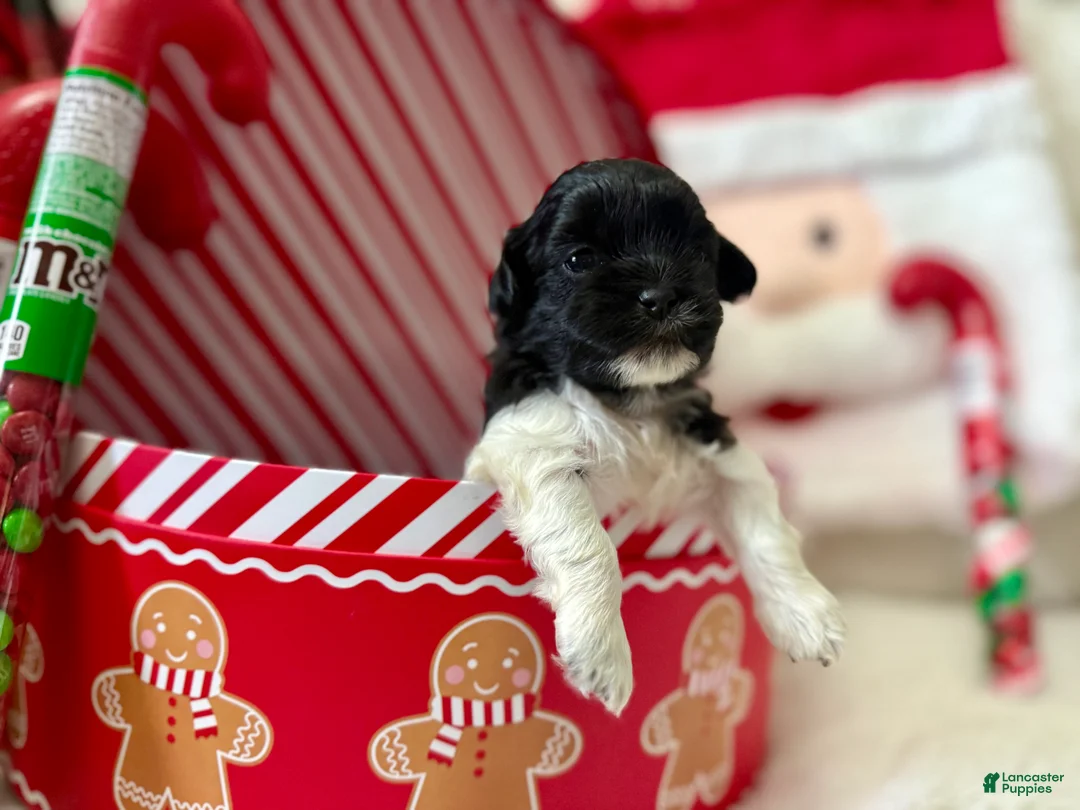 Shihpoo dogs for sale: Elphi - Ad 15