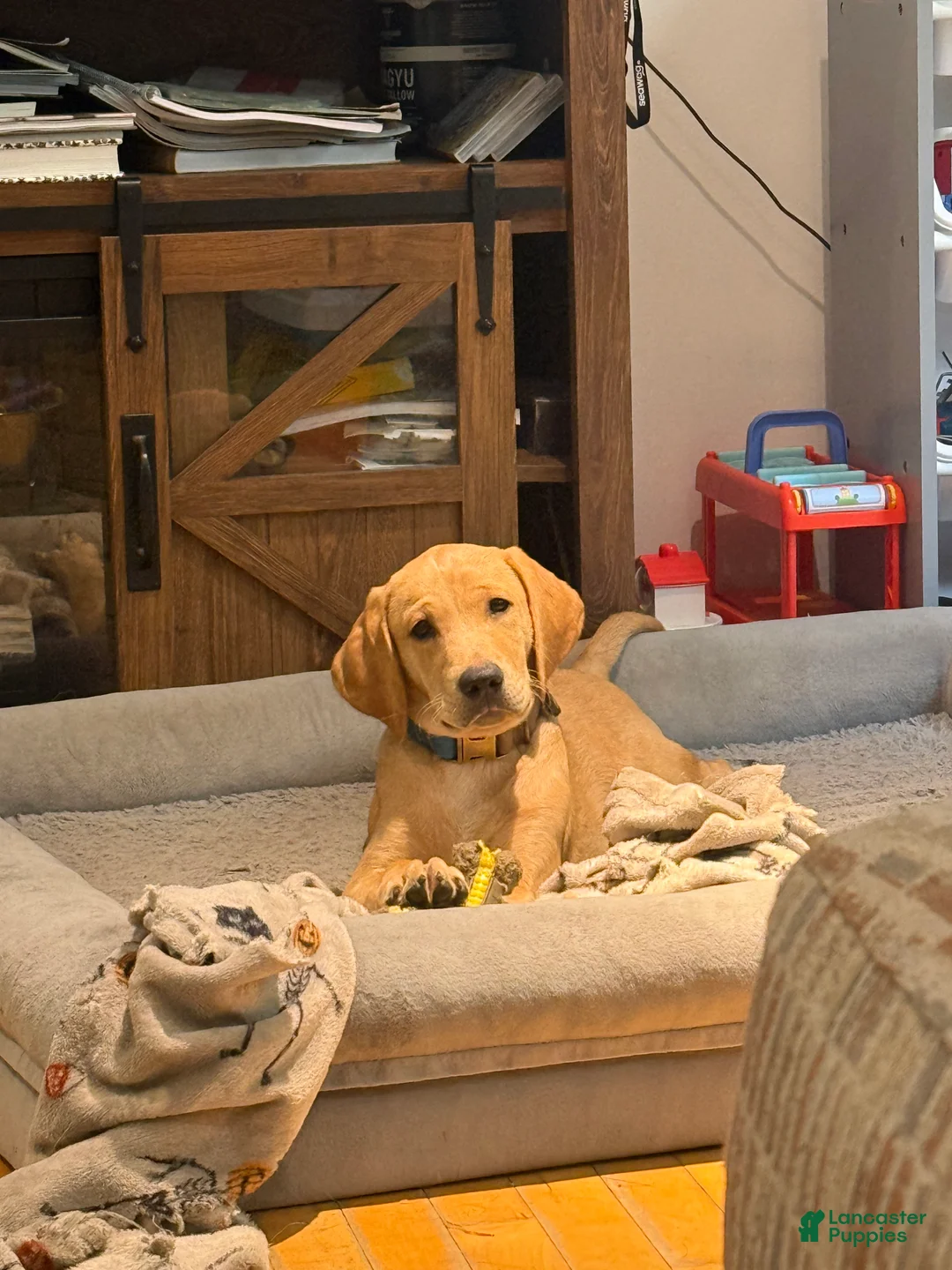 Labrador Retriever dogs for sale: Red male - Ad 2