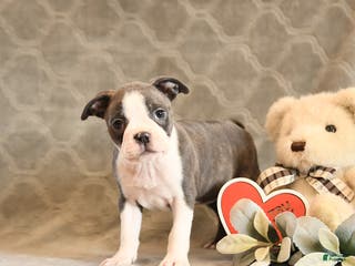 Boston Terrier dogs Honey - Ad 1