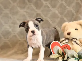 Boston Terrier dogs Honey - Ad 6