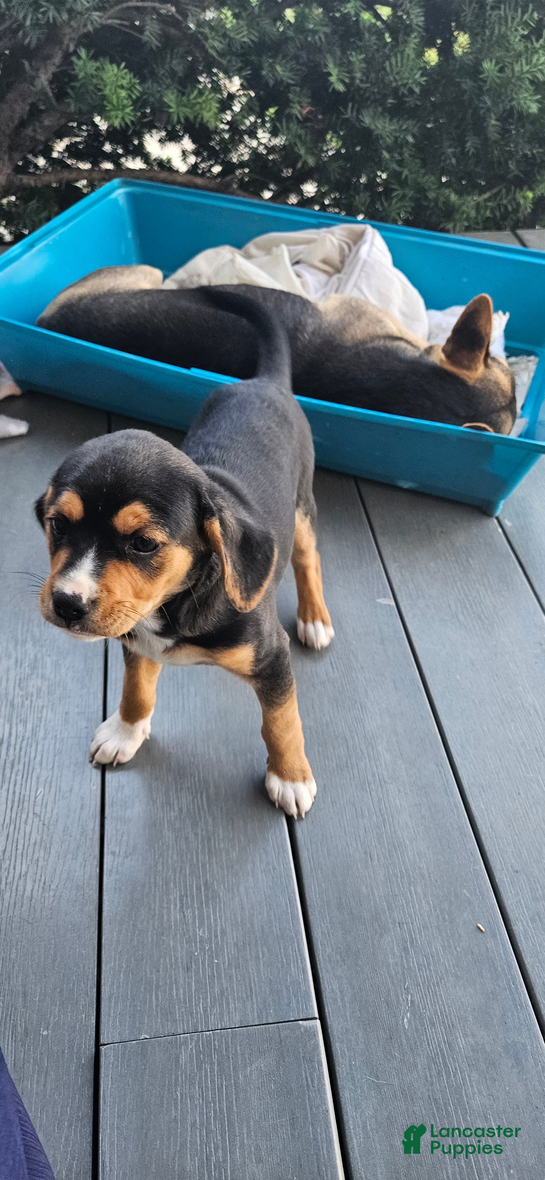 Mixed Breed dogs Blaze - Ad 1
