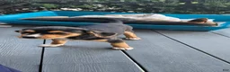 Mixed Breed dogs for sale: Blaze - Ad 7