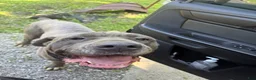Cane Corso dogs for sale: Cane Corso 4 - Ad 4