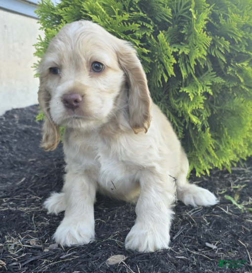 Cocker Spaniel dogs Buddy - Ad 1