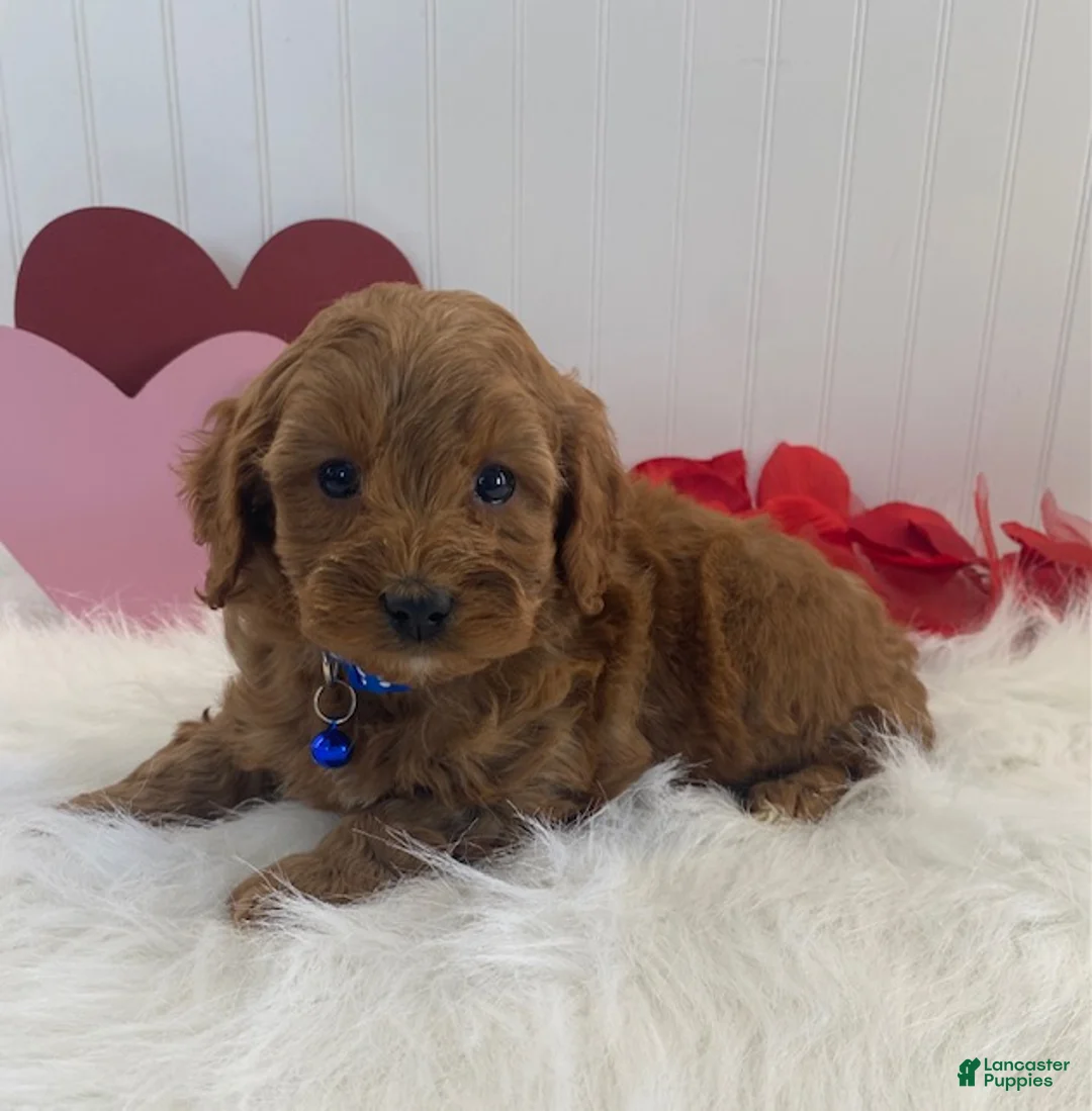 Cavapoo dogs for sale: Dusty  - Ad 2