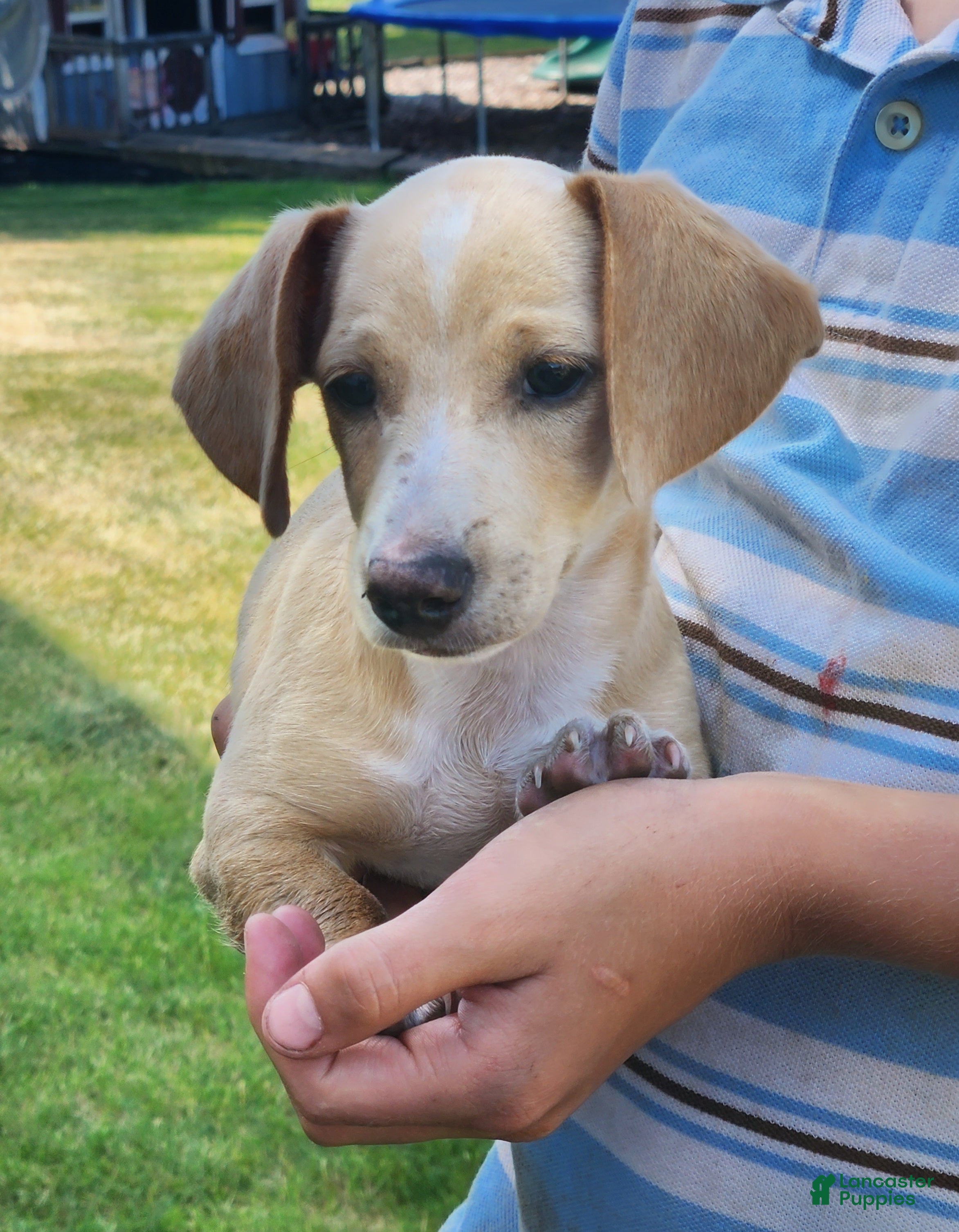 Miniature Dachshund dogs Ranger - Ad 2