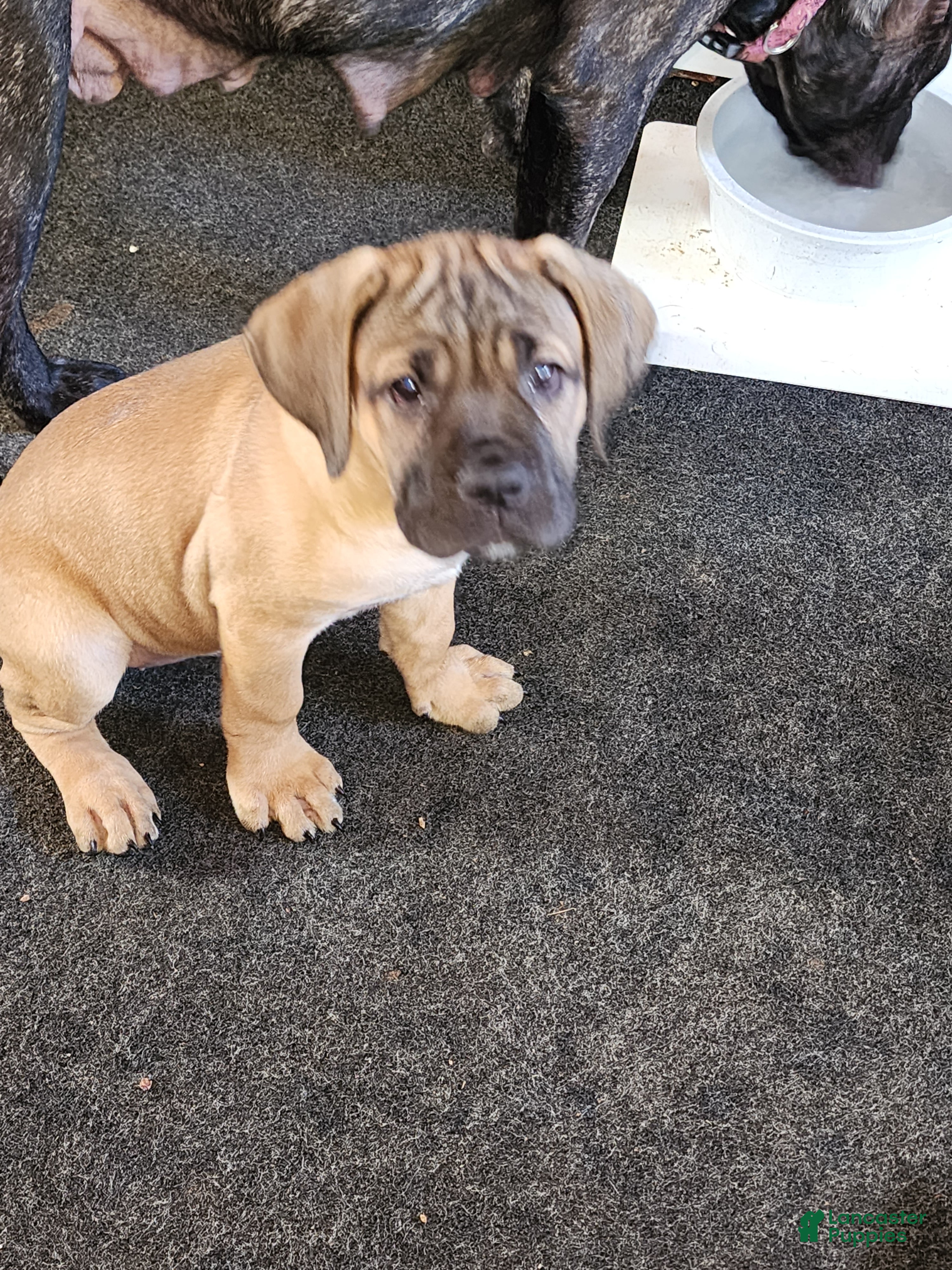 Cane Corso puppies for sale in Chattanooga, Tennessee Lancaster