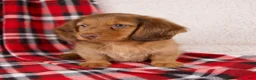 Dachshund dogs for sale: Evan - Ad 8