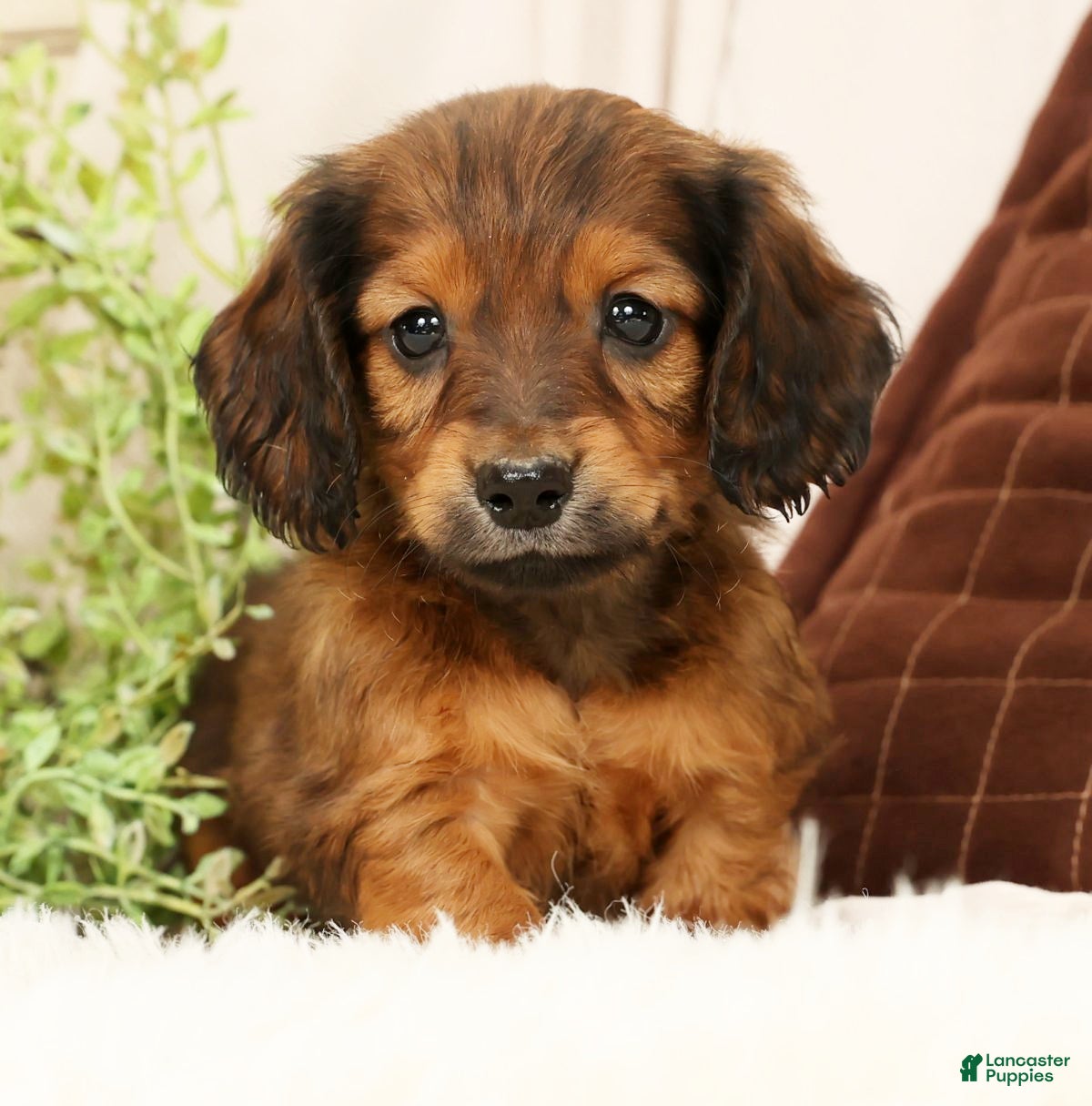 Miniature Dachshund dogs Teddy - Ad 6