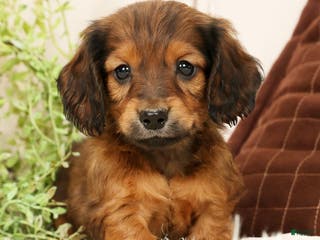 Miniature Dachshund dogs Teddy - Ad 6