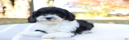 Cavapoo dogs for sale: Emder - Ad 2