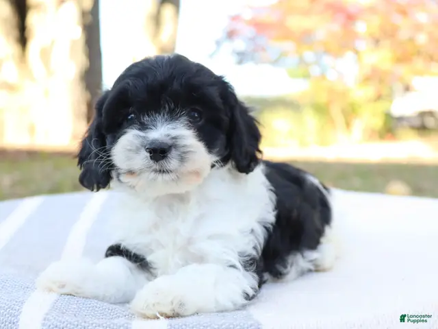 Cavapoo dogs for sale: Emder - Ad 2