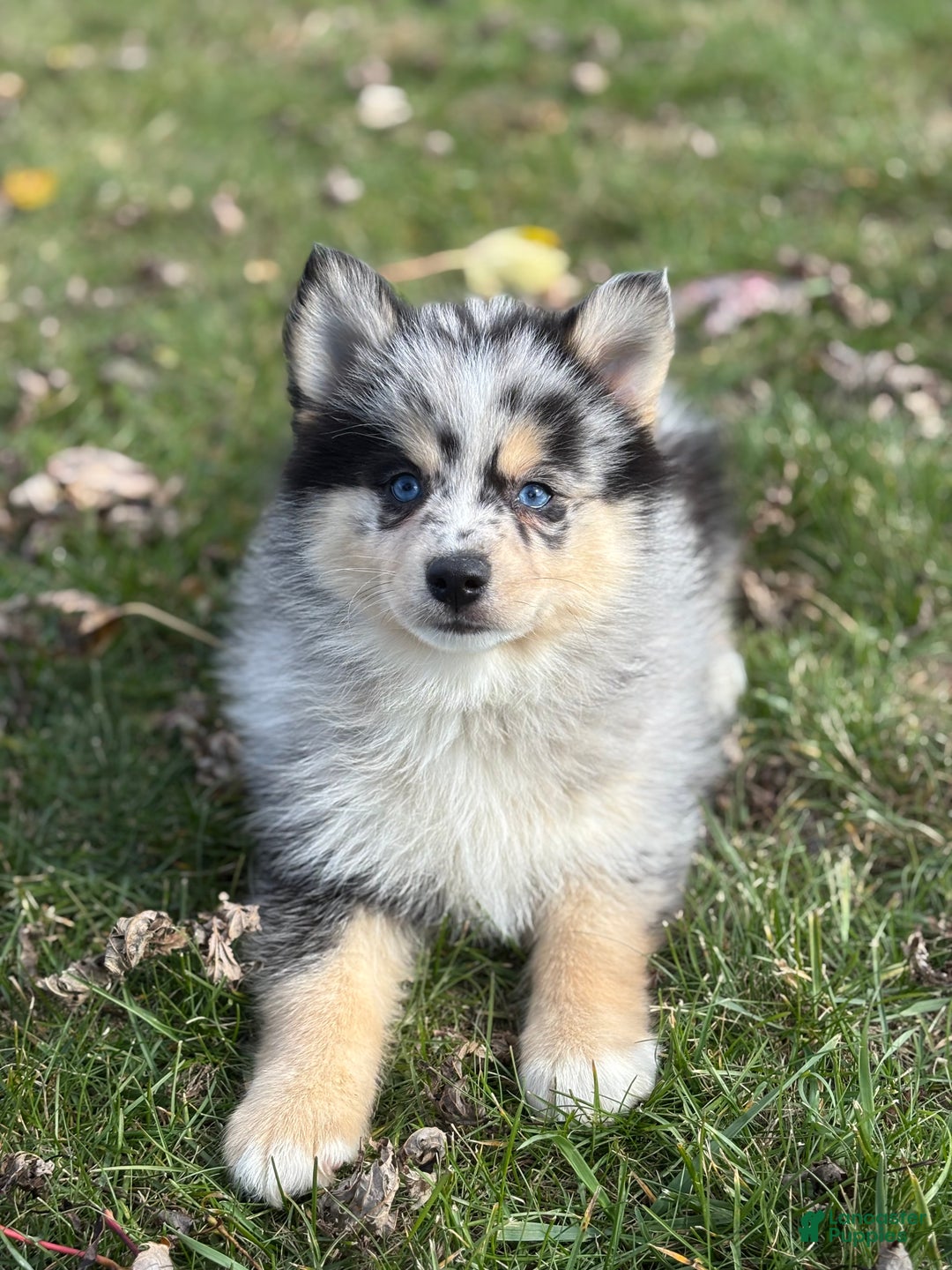 Pomsky dogs for sale: Sabrina - Ad 3