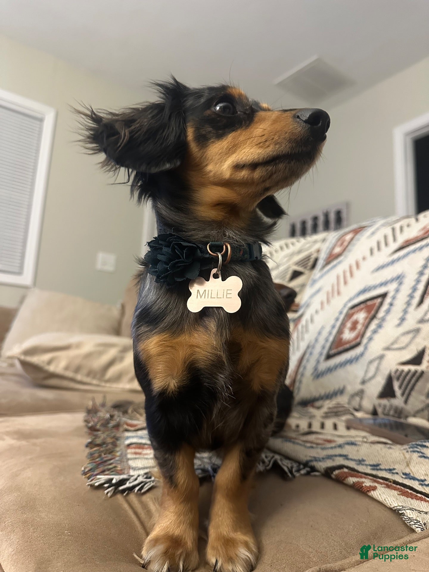 Miniature Dachshund dogs Duke - Ad 2