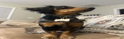 Miniature Dachshund dogs for sale: Rosco  - Ad 2