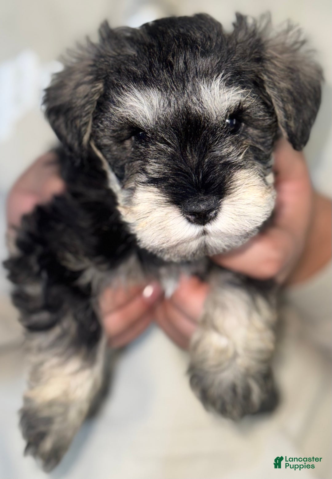 Miniature Schnauzer dogs for sale: Miniature Schnauzer Puppy 7 - Ad 9