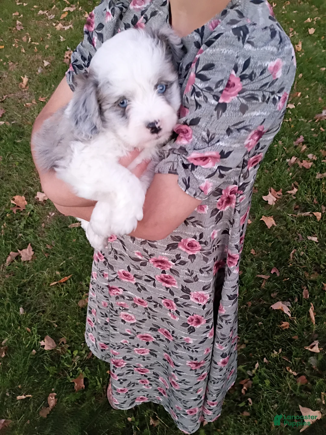 Mini Aussiedoodle dogs for sale: Cooper  - Ad 1