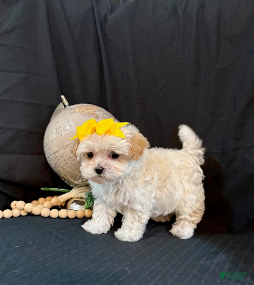 Lhasapoo dogs for sale: Hailey - Ad 3