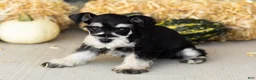 Miniature Schnauzer dogs for sale: Sophia  - Ad 5