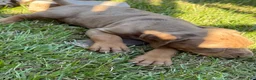 Catahoula Leopard Dog dogs for sale: Cledus - Ad 4