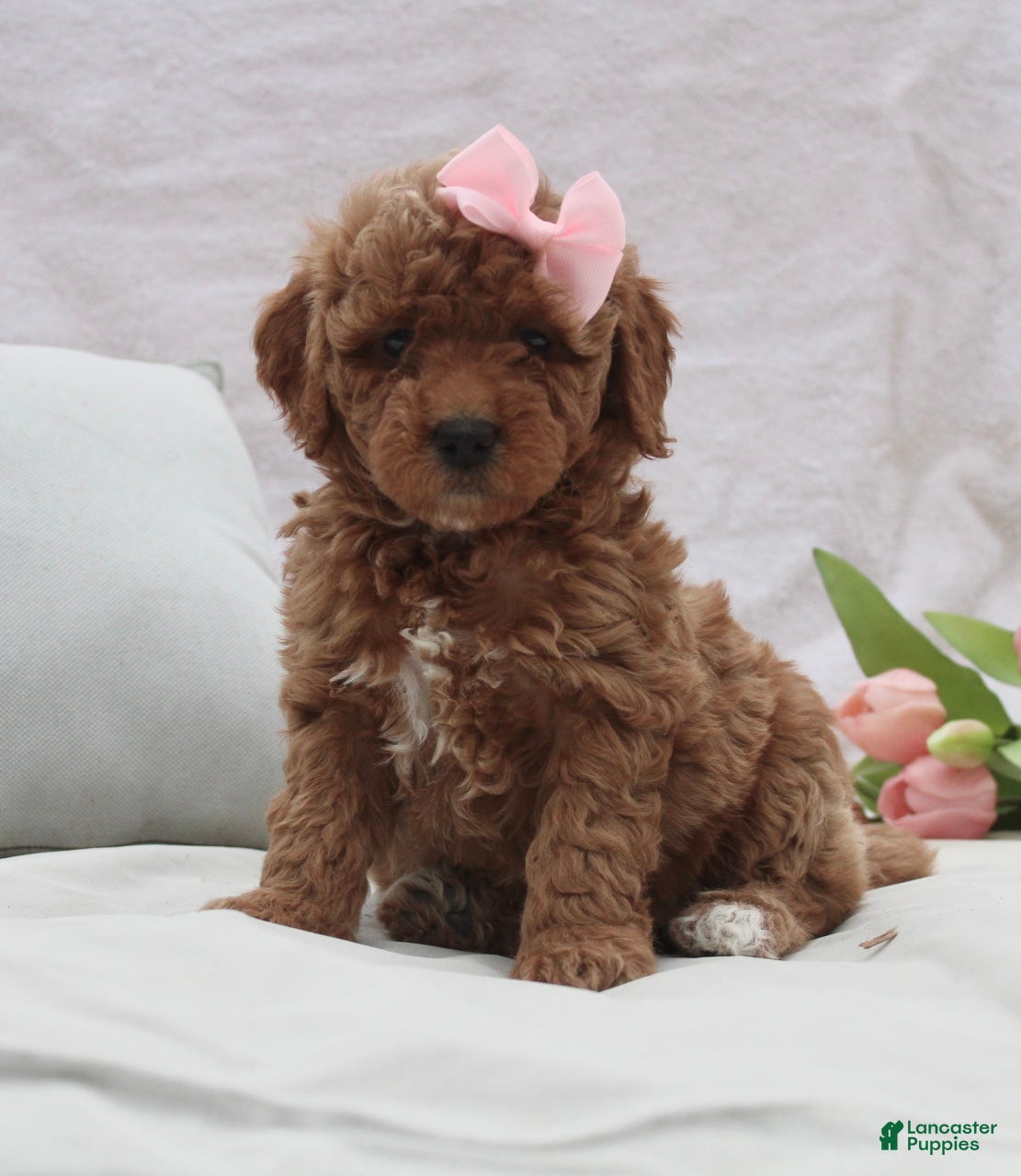 Mini Goldendoodle dogs Remi - Ad 1