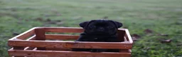 Pug dogs for sale: Flint -male- - Ad 1