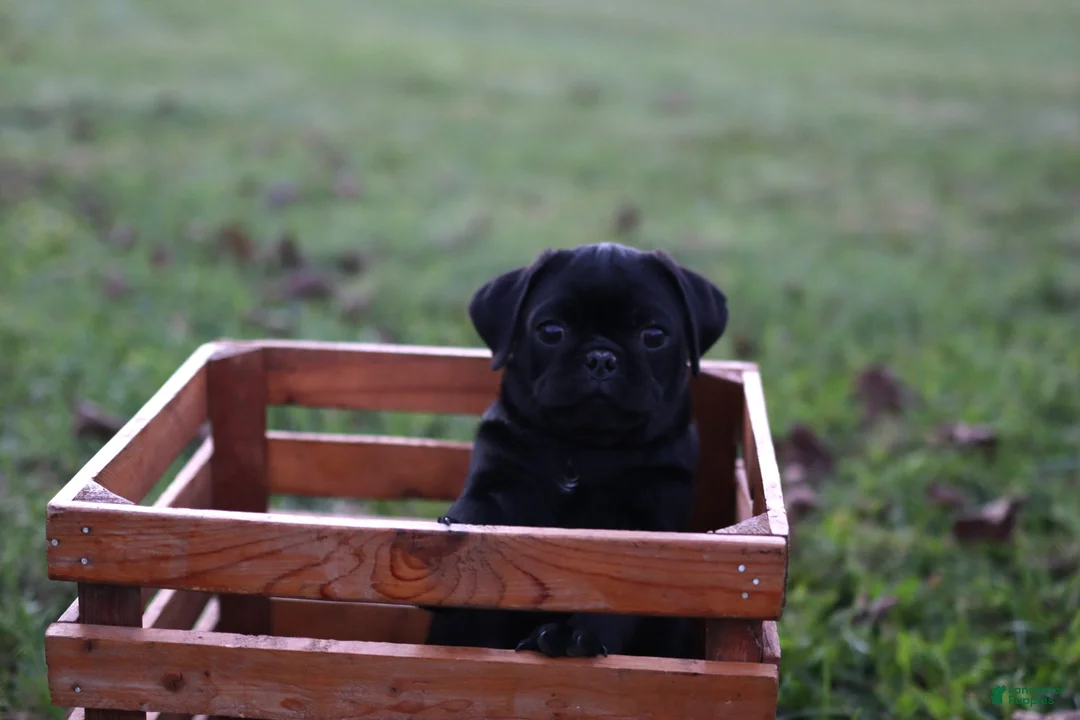 Pug dogs for sale: Flint -male- - Ad 1