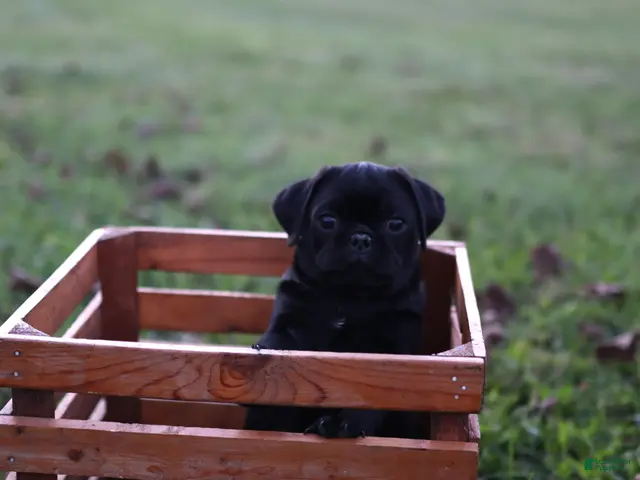 Pug dogs for sale: Flint -male- - Ad 16