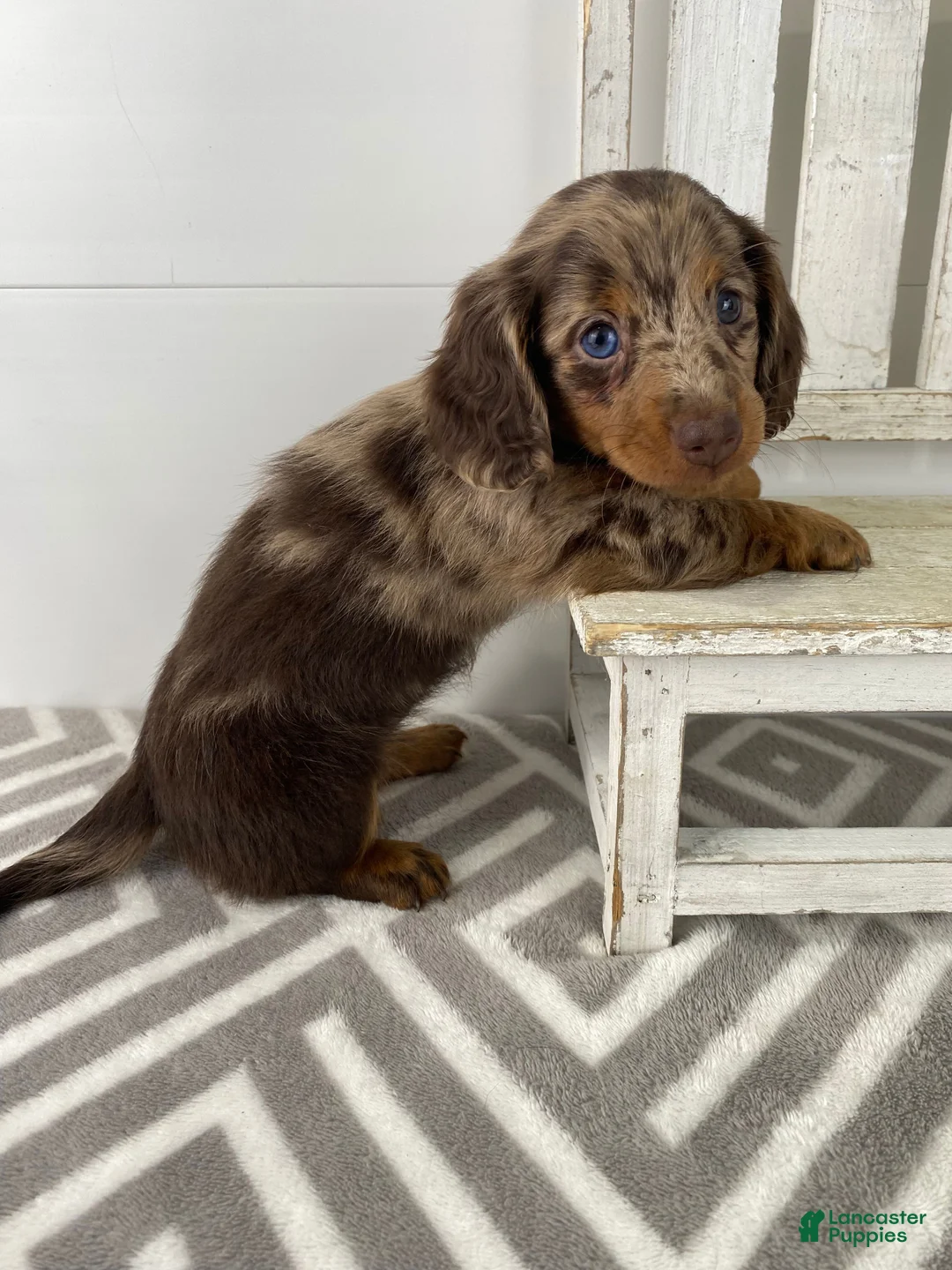 Miniature Dachshund dogs for sale: Rosie - Ad 9