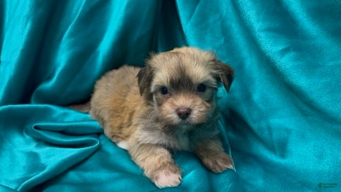 Havanese dogs Cino - Ad 2