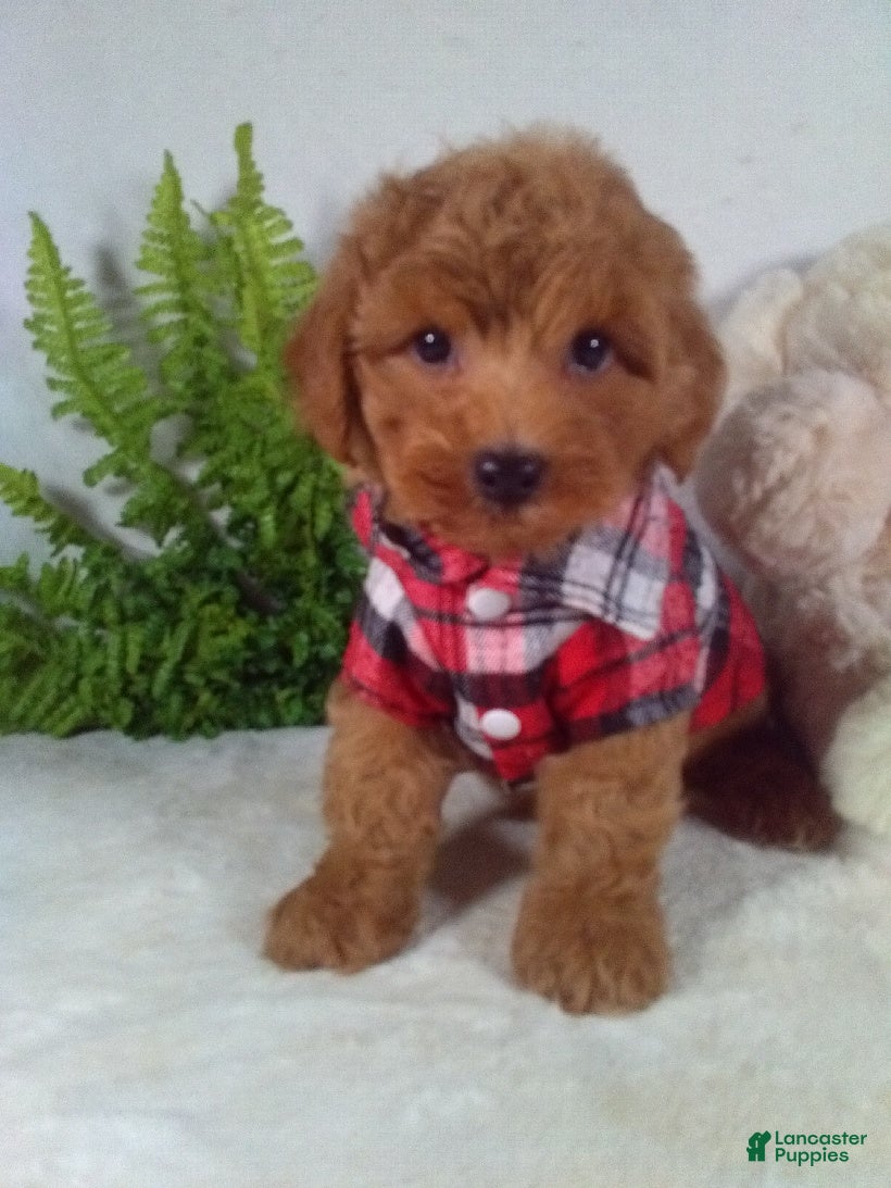 Bichpoo dogs Jasper  - Ad 1