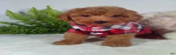 Bichpoo dogs for sale: Jasper  - Ad 1
