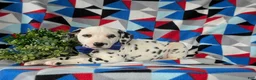 Dalmatian dogs for sale: Joshua - Ad 5