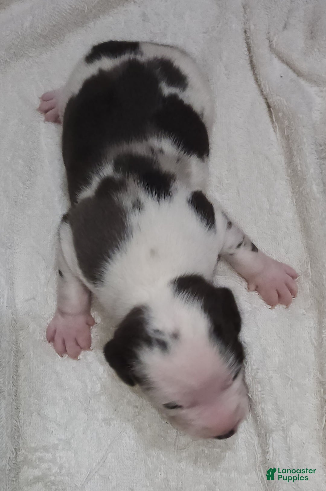 Catahoula Leopard Dog dogs for sale: Gabby F2025 M3 Catahoula puppy - Ad 4