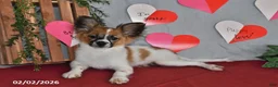 Papillon dogs for sale: Oliver - Ad 9