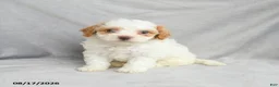 Bichpoo dogs for sale: Ziggy - Ad 6