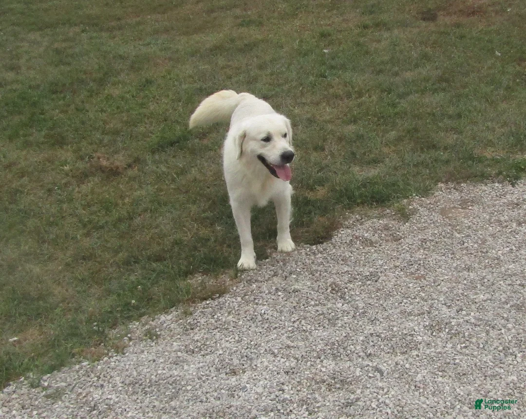 Golden Retriever dogs for sale: Raine - Ad 8