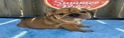 English Bulldog dogs for sale: Lipa - Ad 8