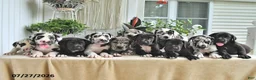 Great Dane dogs for sale: Beauty - Ad 3