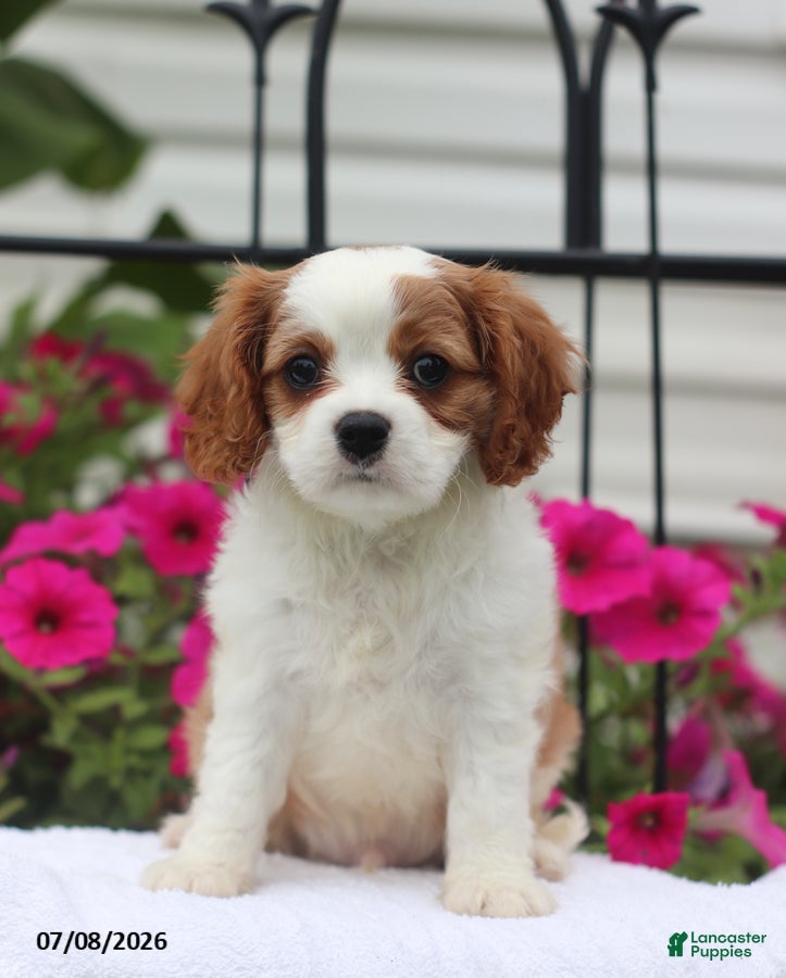 Cavalier King Charles Spaniel dogs Sunny - Ad 2