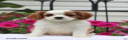 Cavalier King Charles Spaniel dogs for sale: Sunny - Ad 2