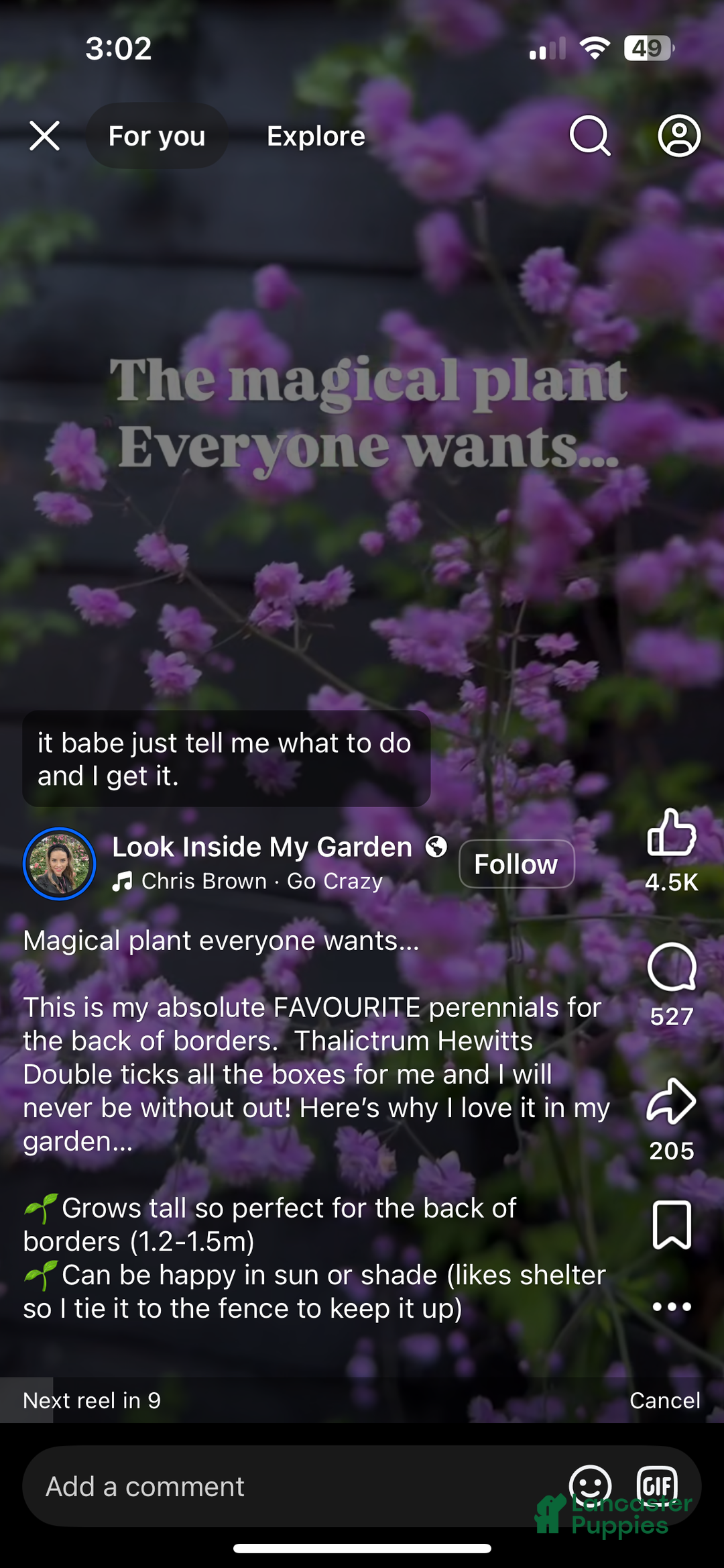 Great Dane dogs for sale: Petal - Ad 16