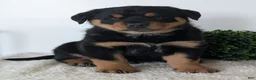 Mixed Breed dogs for sale: Tank - Ad 17