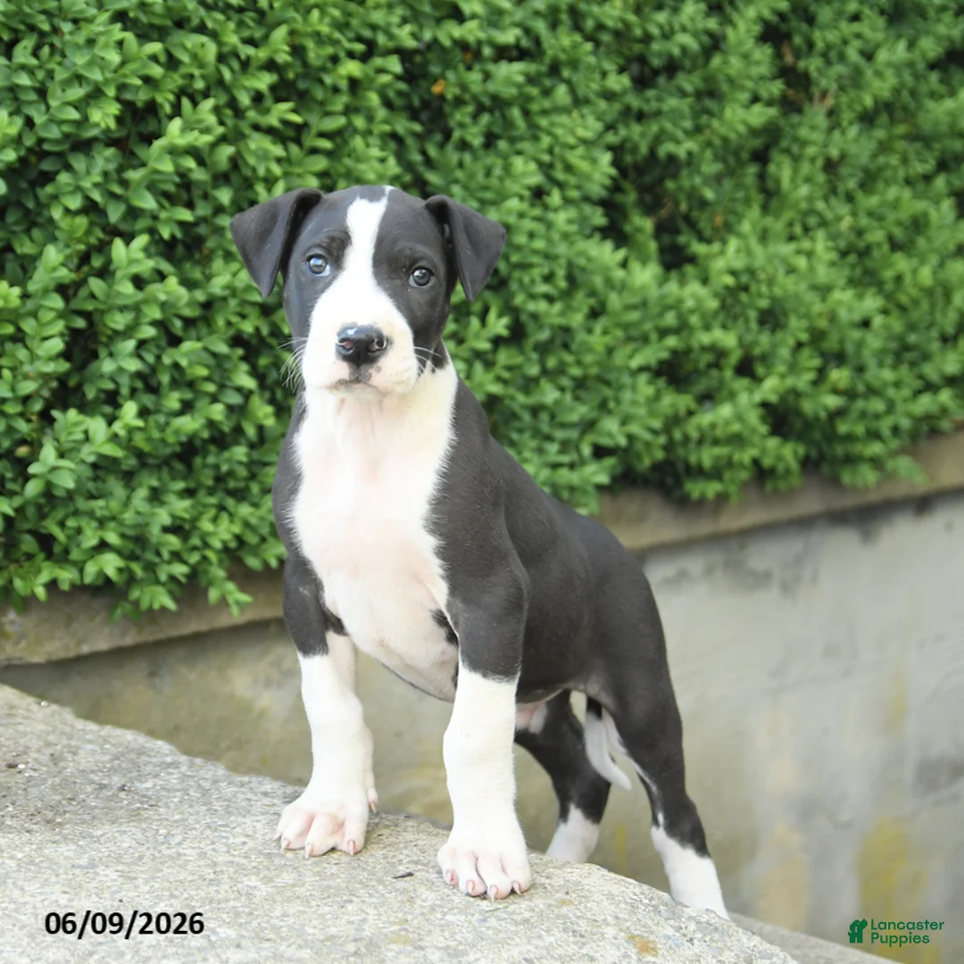 Great Dane dogs for sale: Gus - Ad 3