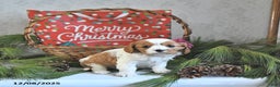 Cavalier King Charles Spaniel dogs for sale: Noelle - Ad 2