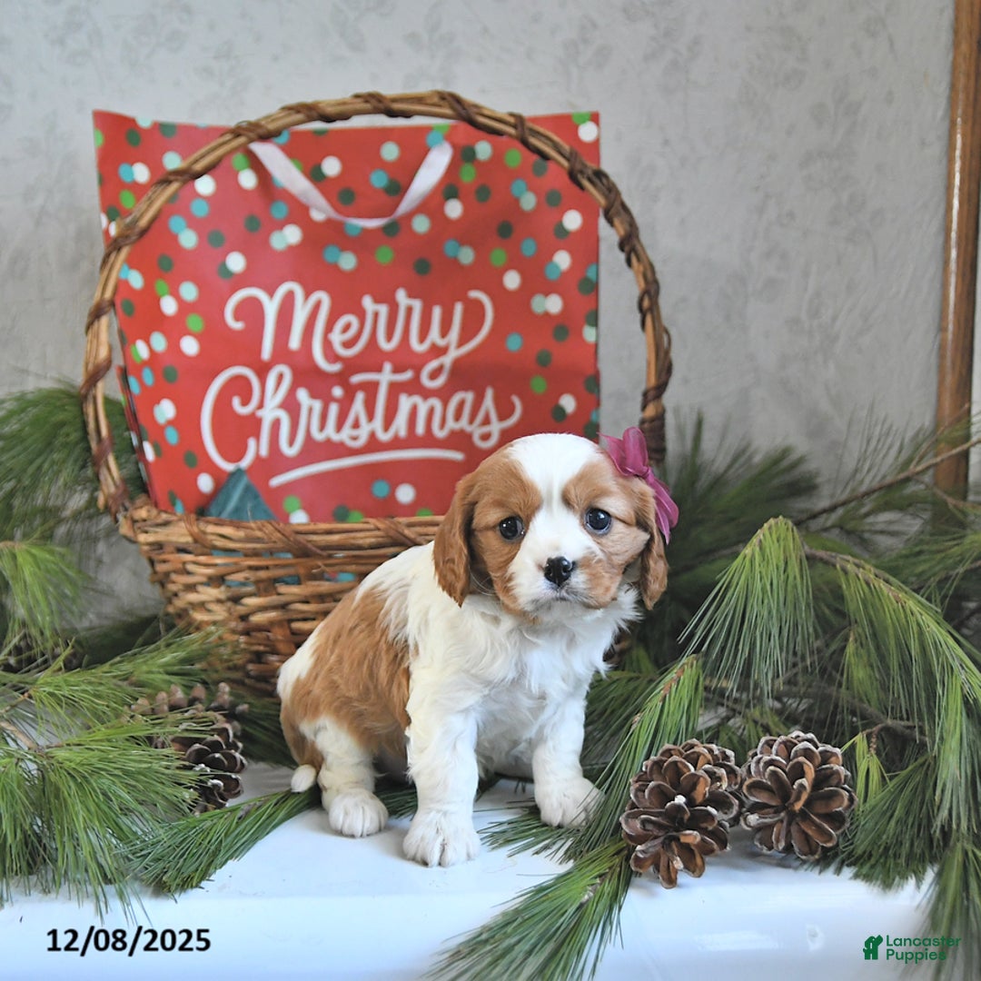 Cavalier King Charles Spaniel dogs for sale: Noelle - Ad 2