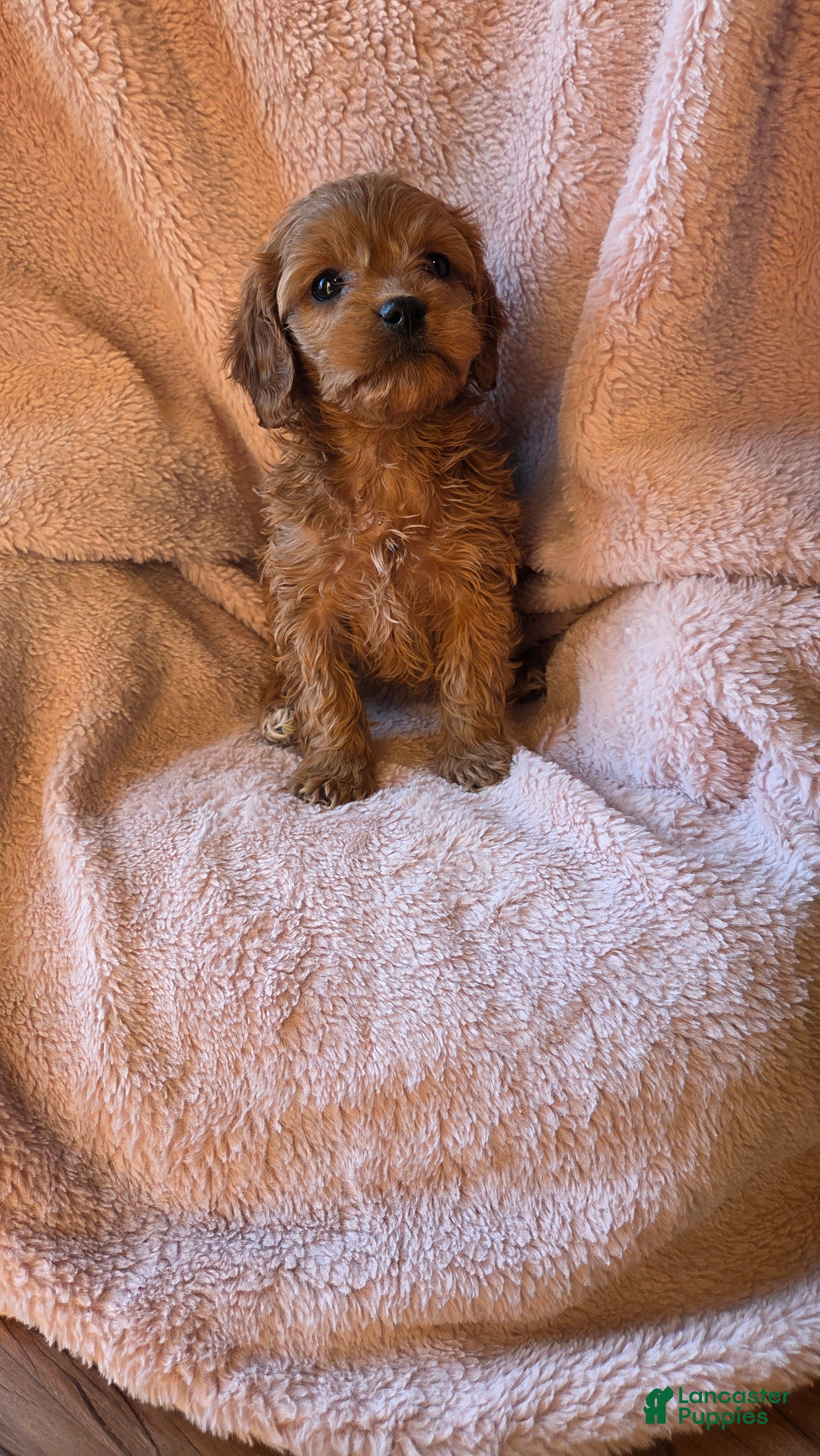 Cavapoo dogs Navaeh - Ad 10